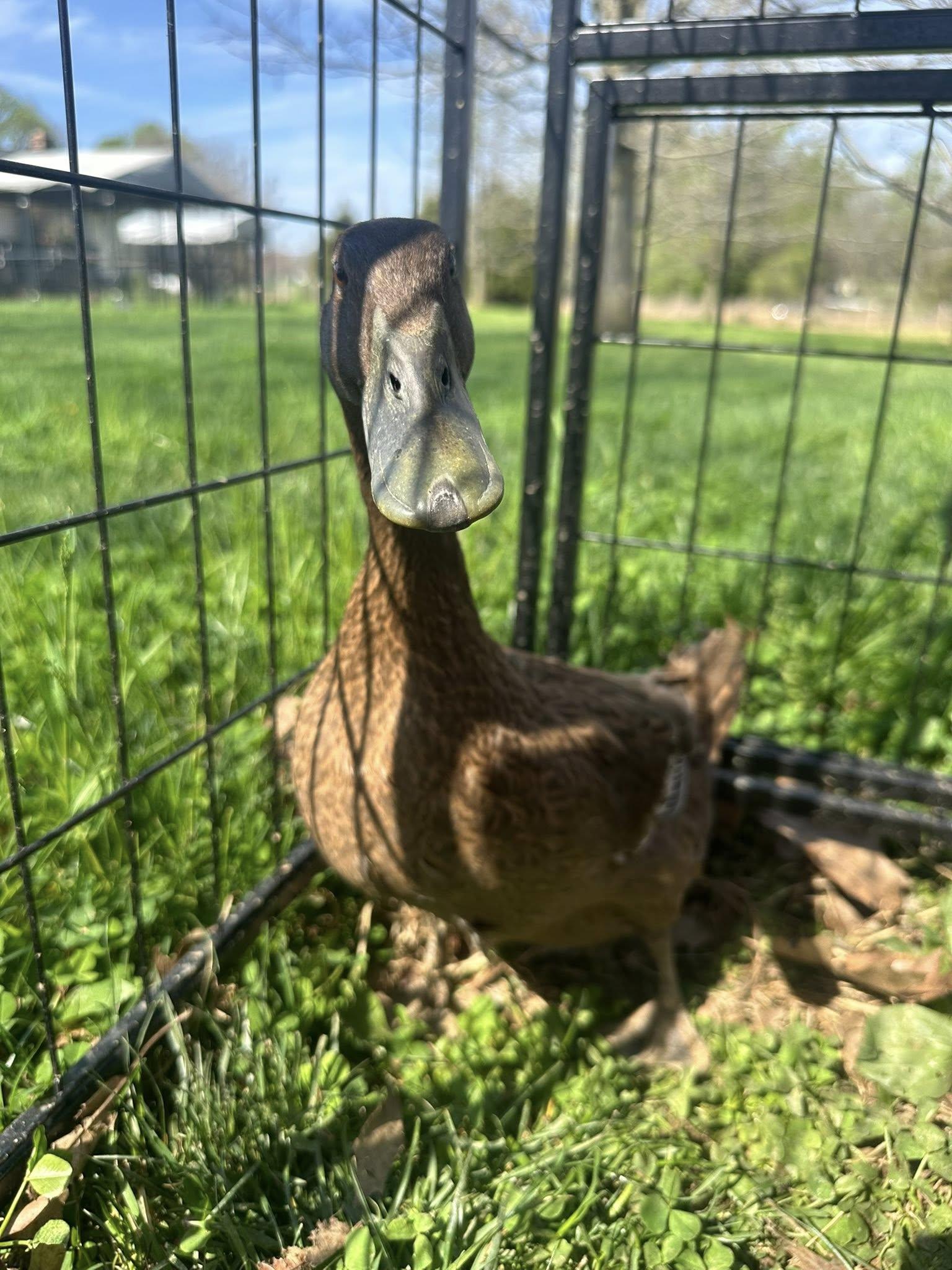 Enlarge Nutmeg, a ADOPTABLE Duck in Lincoln University, PA image 1/1