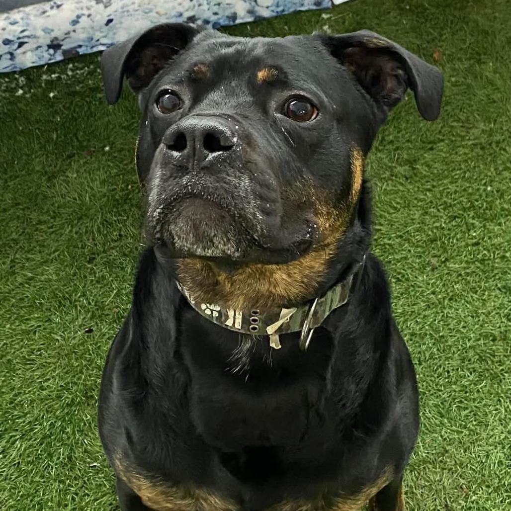 Zeus, Adoptable, Adult Male Mixed Breed & Mixed Breed.