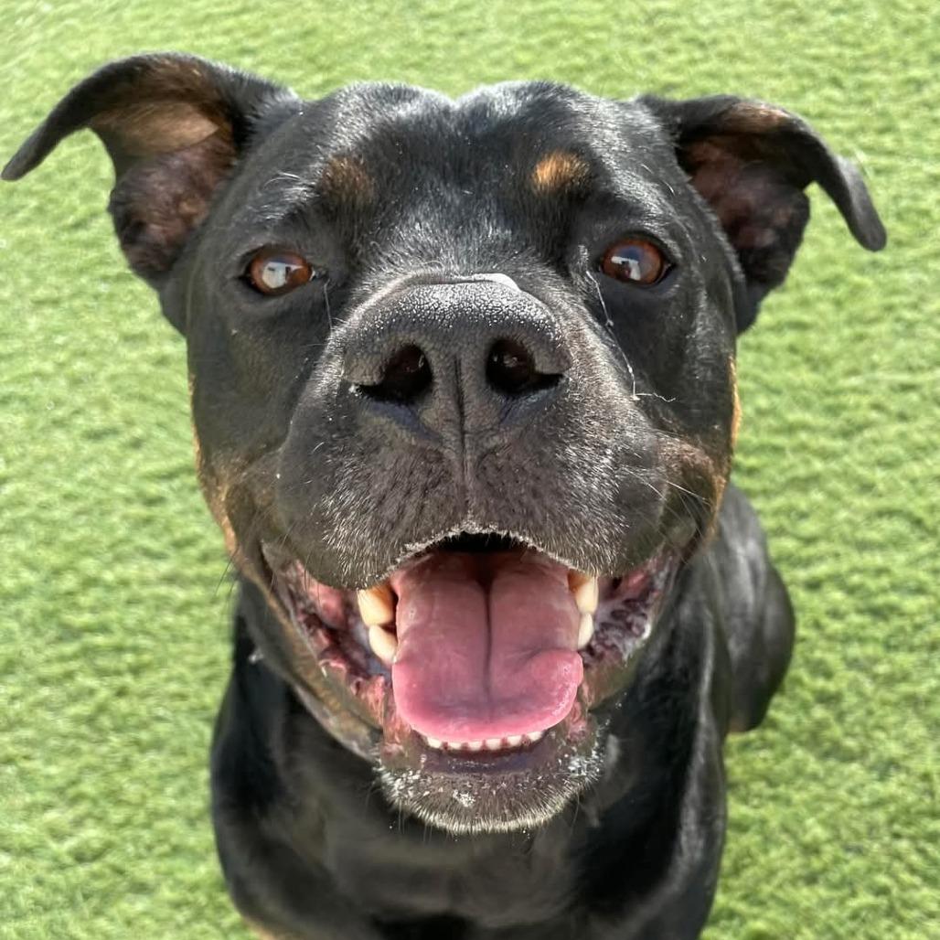 Zeus, Adoptable, Adult Male Mixed Breed & Mixed Breed.