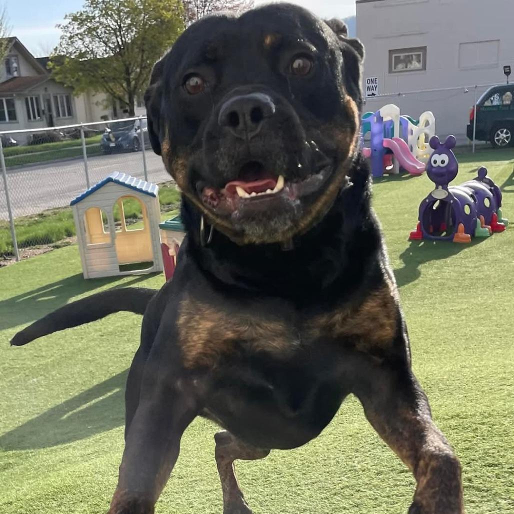 Zeus, a Adoptable mixed breed in La Crosse, WI image 4/6