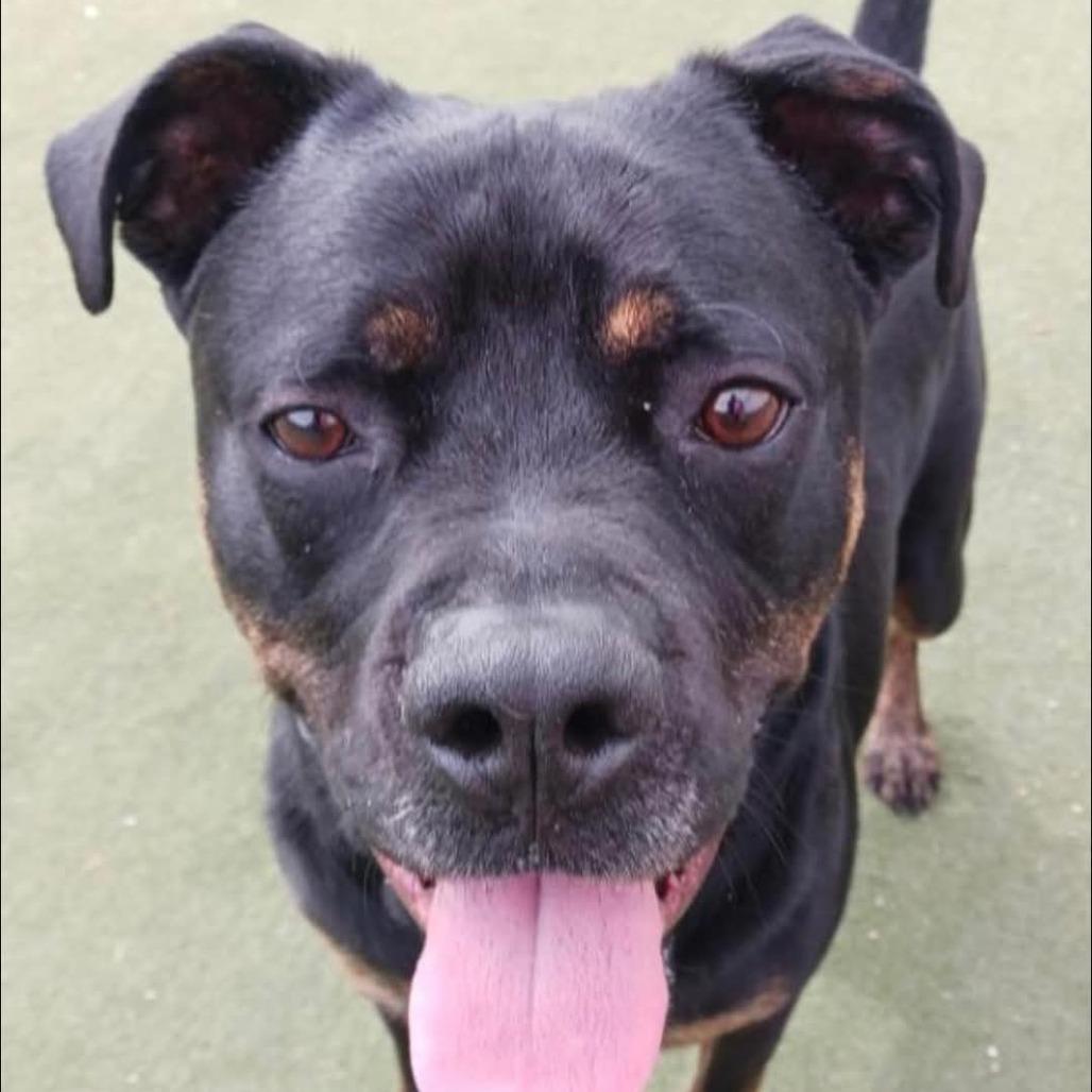 Zeus, a Adoptable mixed breed in La Crosse, WI image 6/6