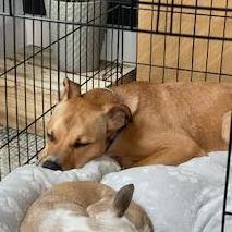 Theo, Adoptable, Young Male Mixed Breed.