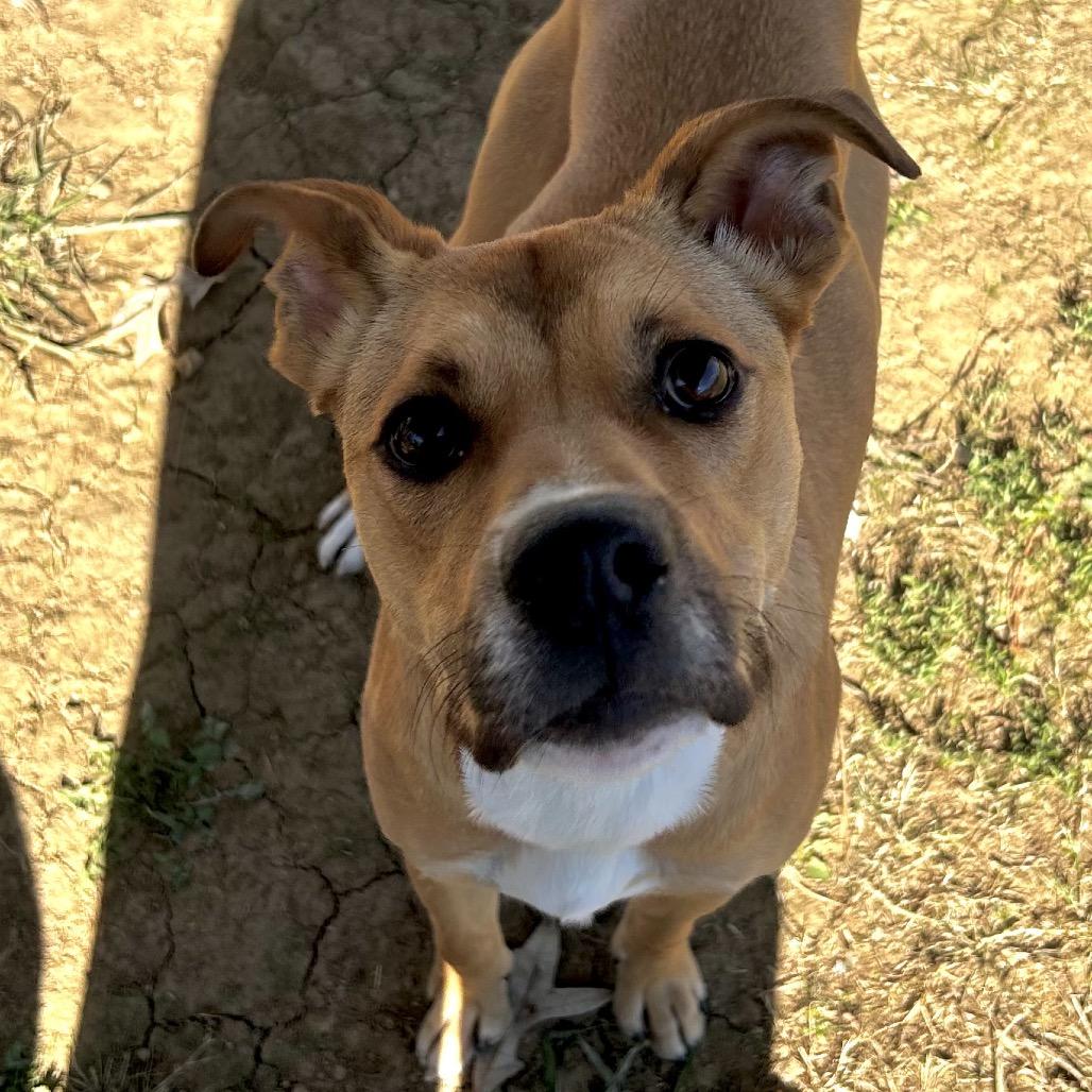 Theo, Adoptable, Young Male Mixed Breed.