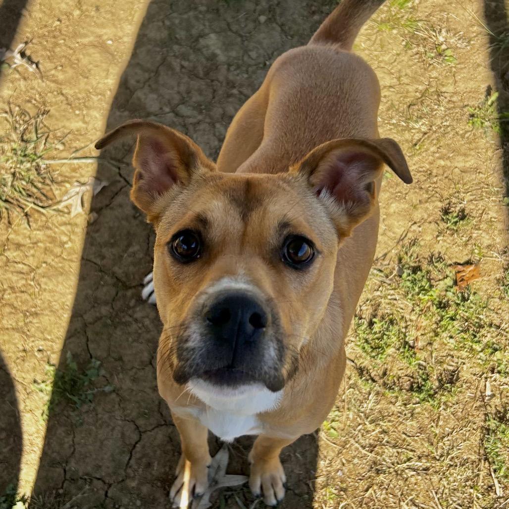 Enlarge Theo, a Adoptable Mixed Breed in Chattanooga, TN image 2/3