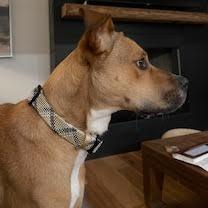 Enlarge Theo, a Adoptable Mixed Breed in Chattanooga, TN image 4/6