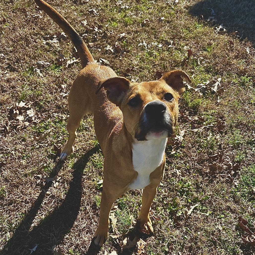 Enlarge Theo, a Adoptable Mixed Breed in Chattanooga, TN image 3/3