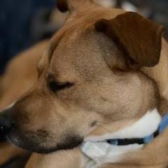 Enlarge Theo, a Adoptable Mixed Breed in Chattanooga, TN image 6/6