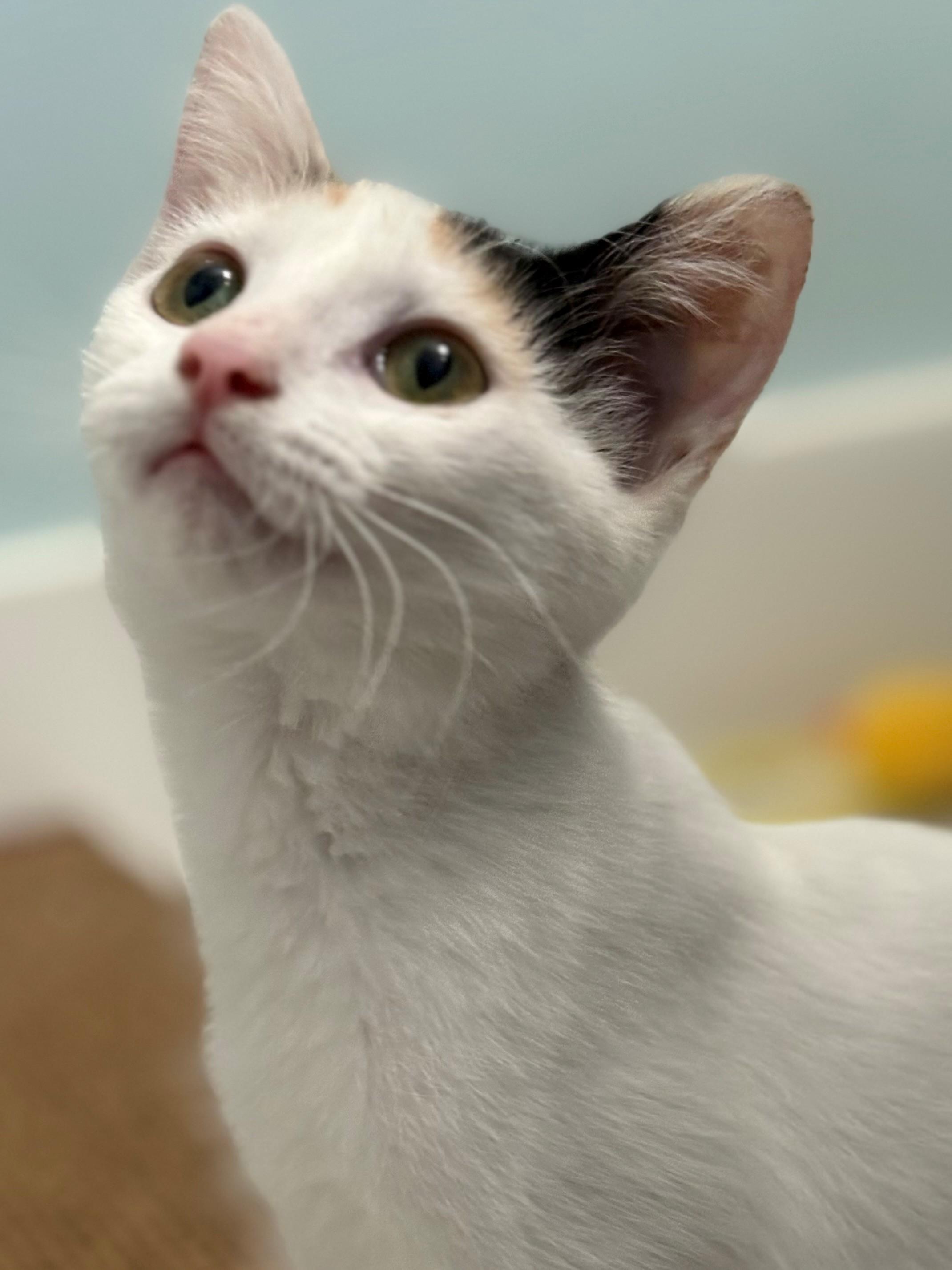 Gigi, a Adoptable Domestic Short Hair in Saugus, CA image 2/2