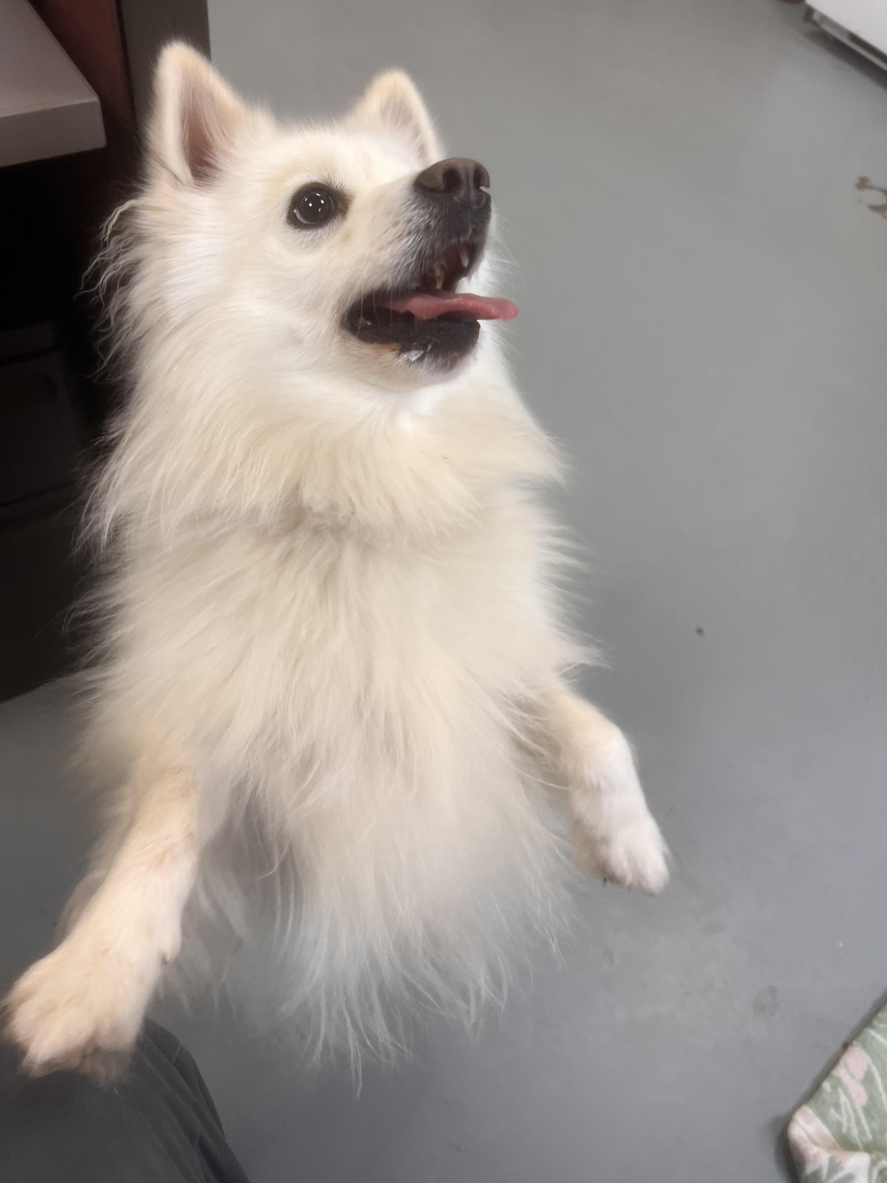 Rocky, Adopted, Young Male American Eskimo Dog & Pomeranian.