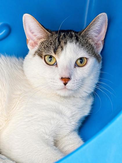 Enlarge Watercrafts, a Adoptable mixed breed in Gwinn, MI image 1/1