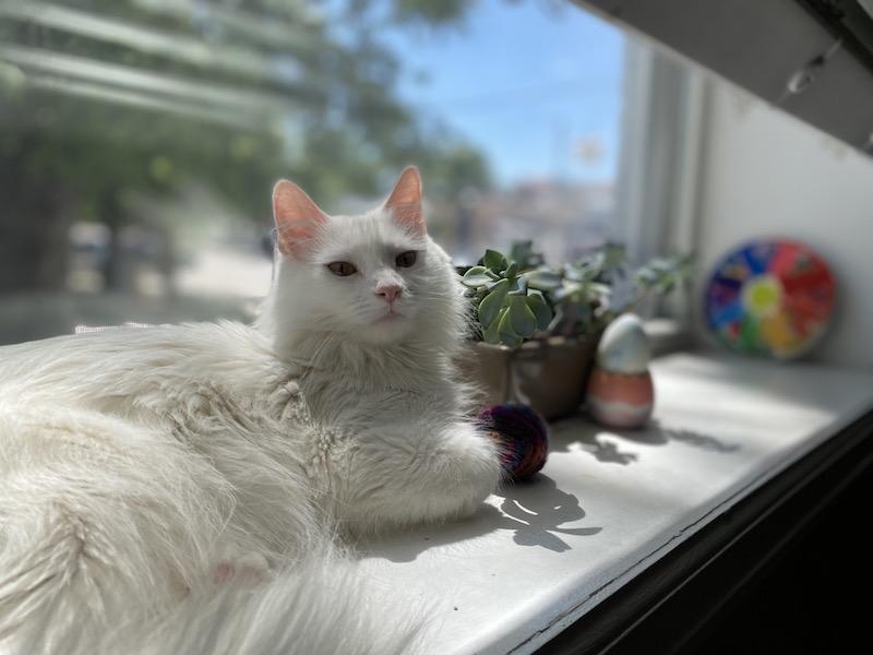 Enlarge Dixie, a ADOPTABLE Domestic Long Hair in Denver, CO image 3/5