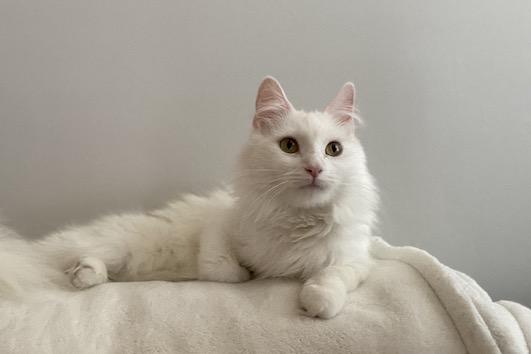 Enlarge Dixie, a ADOPTABLE Domestic Long Hair in Denver, CO image 4/5