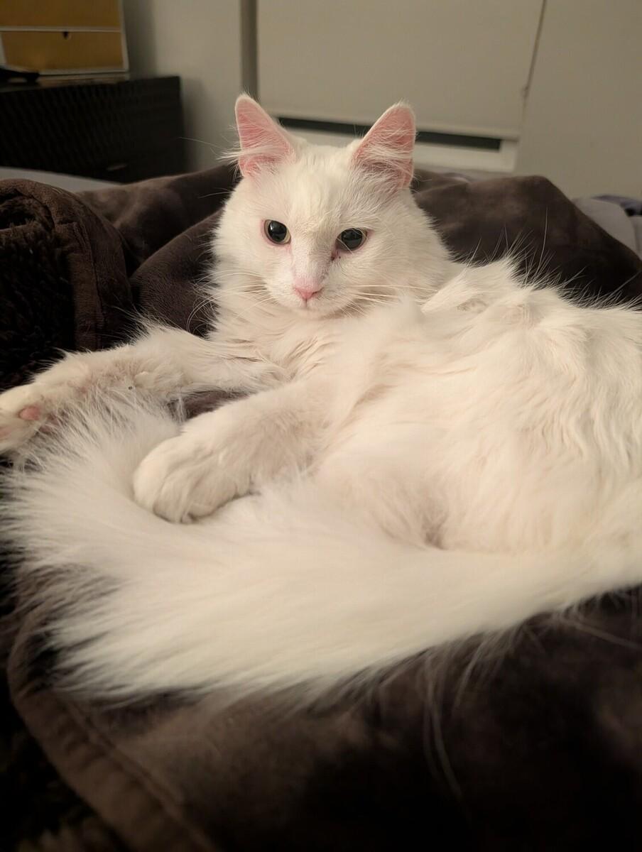 Enlarge Dixie, a ADOPTABLE Domestic Long Hair in Denver, CO image 1/5