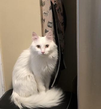 Enlarge Dixie, a ADOPTABLE Domestic Long Hair in Denver, CO image 2/5
