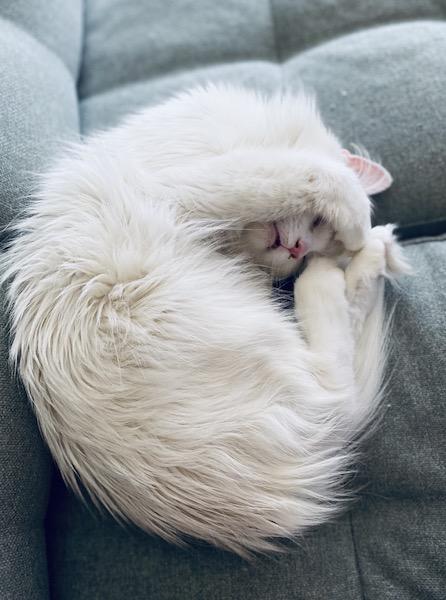 Enlarge Dixie, a ADOPTABLE Domestic Long Hair in Denver, CO image 5/5