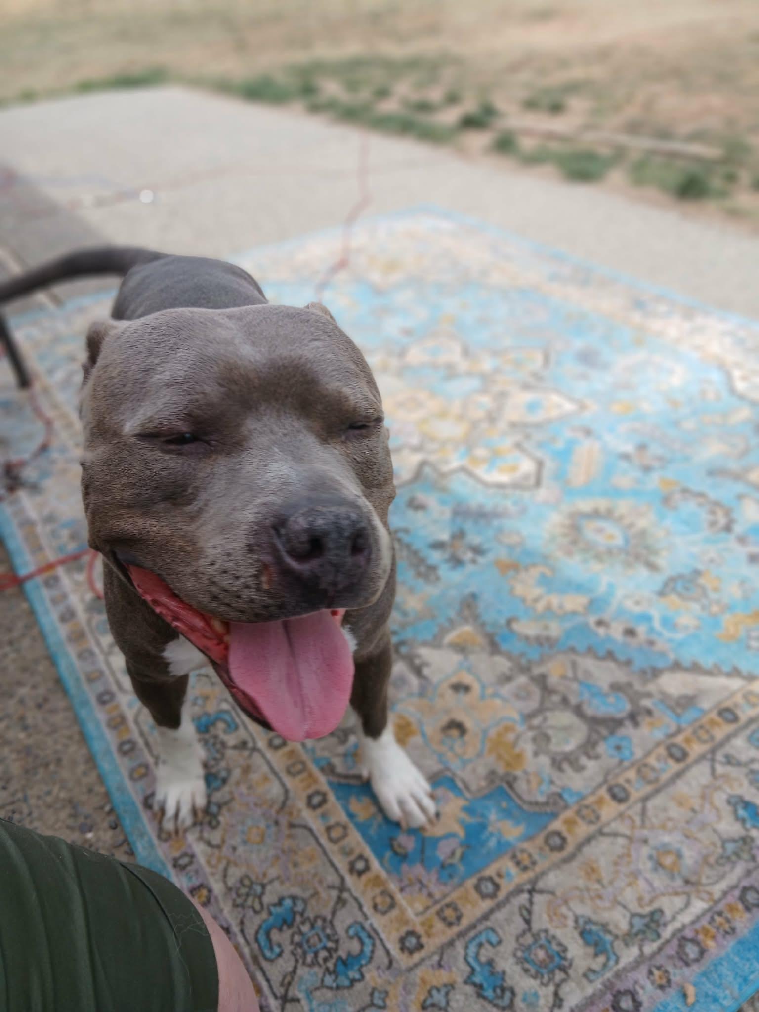 Oliver, an adoptable American Bully in Selah, WA image 1/3