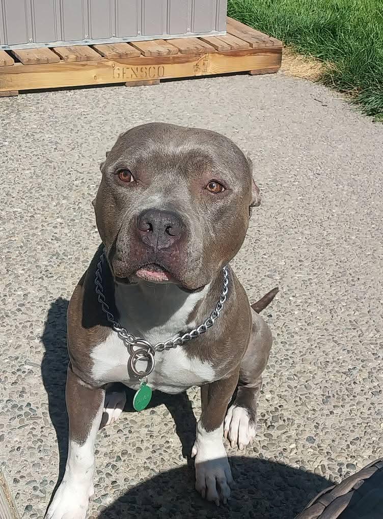 Oliver, Adopted, Adult Male American Bully.