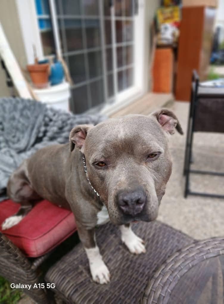 Oliver, a Adopted American Bully in Selah, WA image 2/3