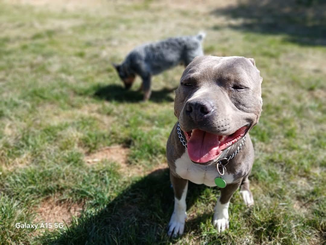 Oliver, a Adopted American Bully in Selah, WA image 3/3