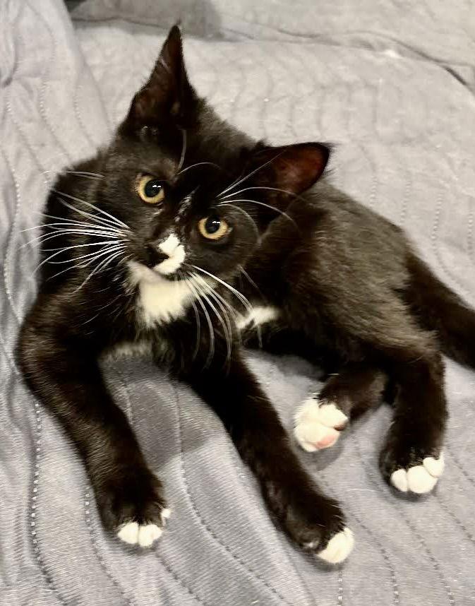 Enlarge Toffee, a Adoptable Domestic Short Hair in Antioch, CA image 3/3