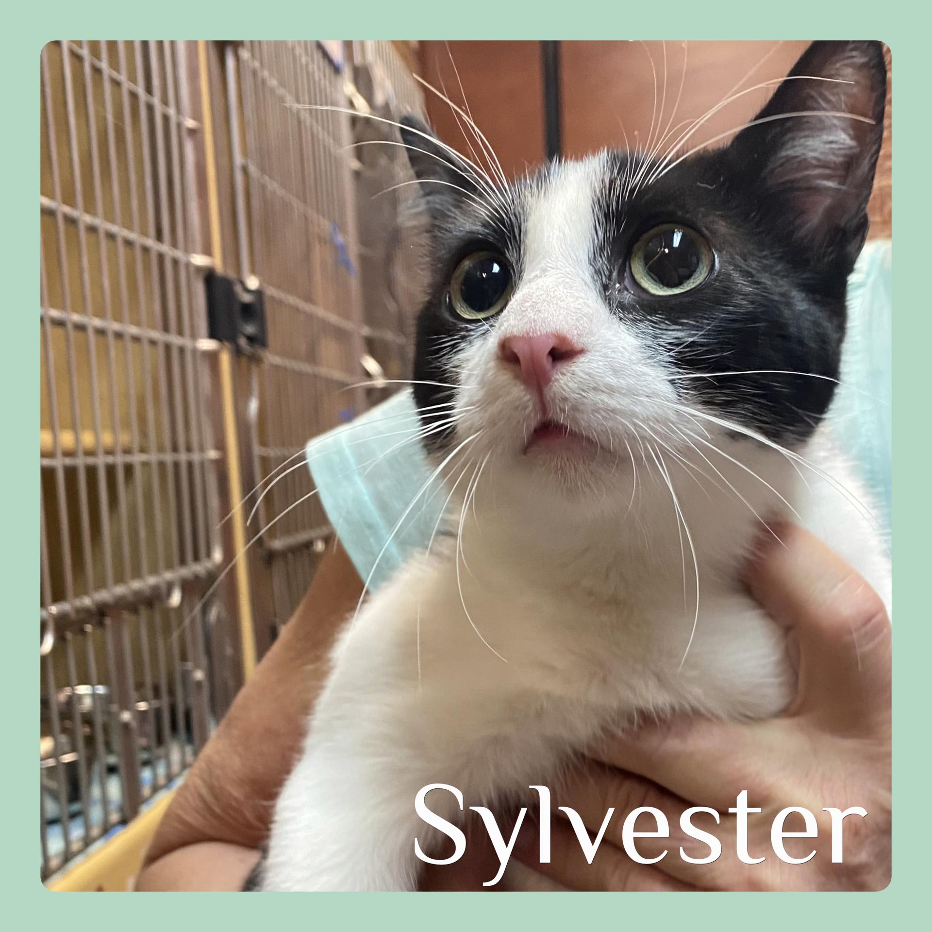 SYLVESTER , ADOPTABLE, Kitten Male Tabby.
