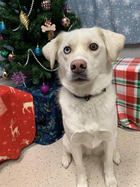 GHOST, Adoptable, Young Male Husky & Mixed Breed.