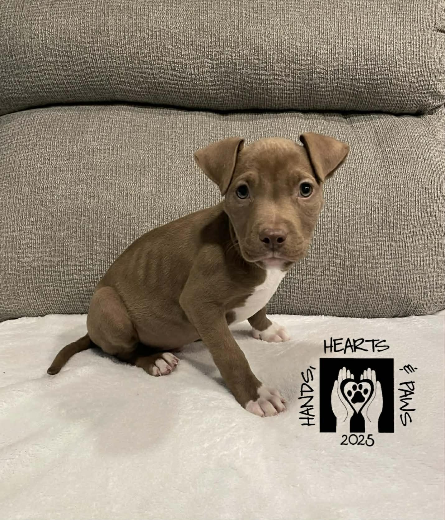 Enlarge Cub, a Adoptable mixed breed in Omaha, NE image 1/1