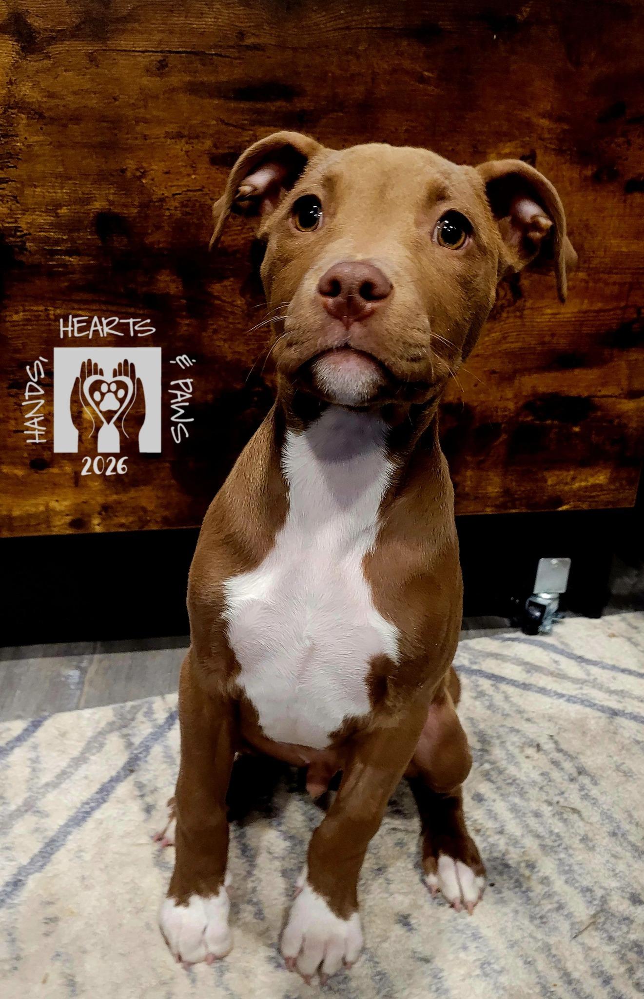 Cub, adoptable, Puppy Male Terrier.