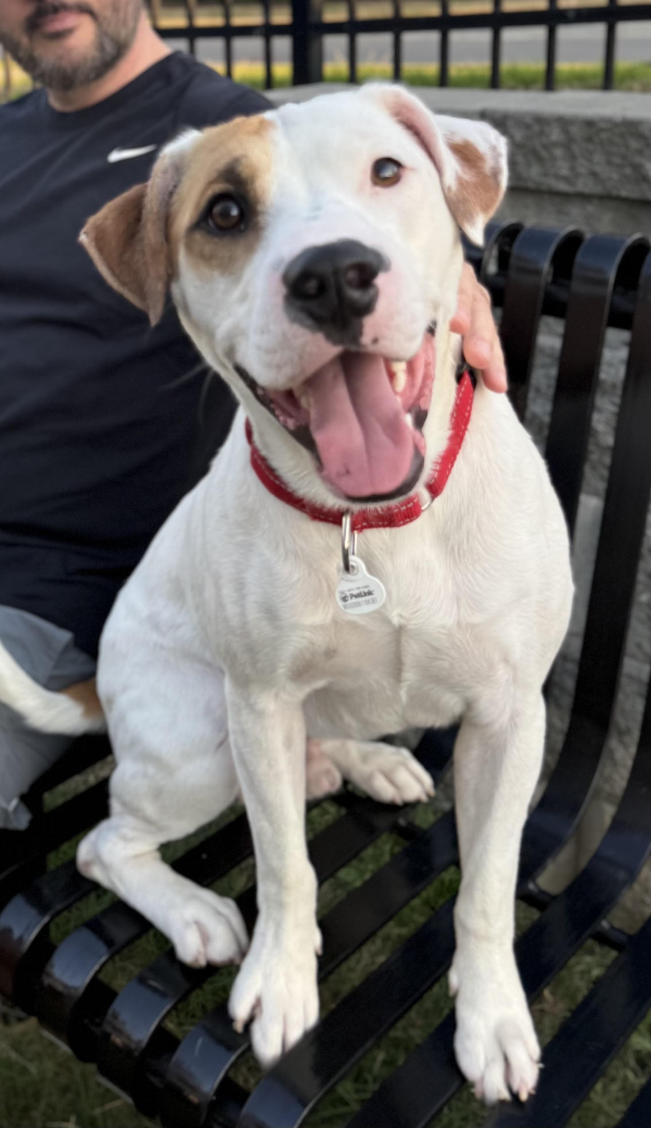 Enlarge S’mores , a ADOPTABLE mixed breed in Charlotte, NC image 2/6