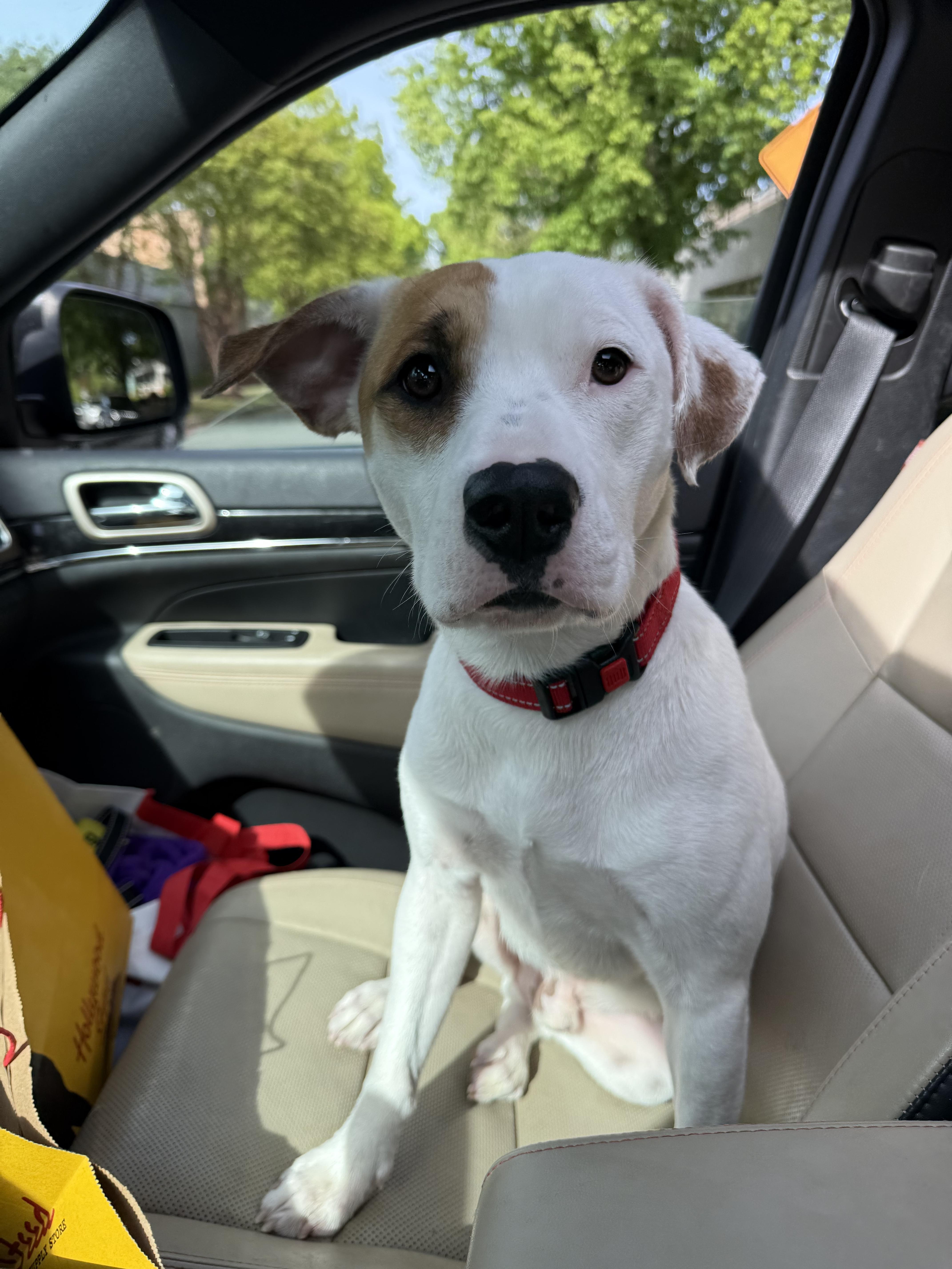 Enlarge S’mores , a ADOPTABLE mixed breed in Charlotte, NC image 4/6