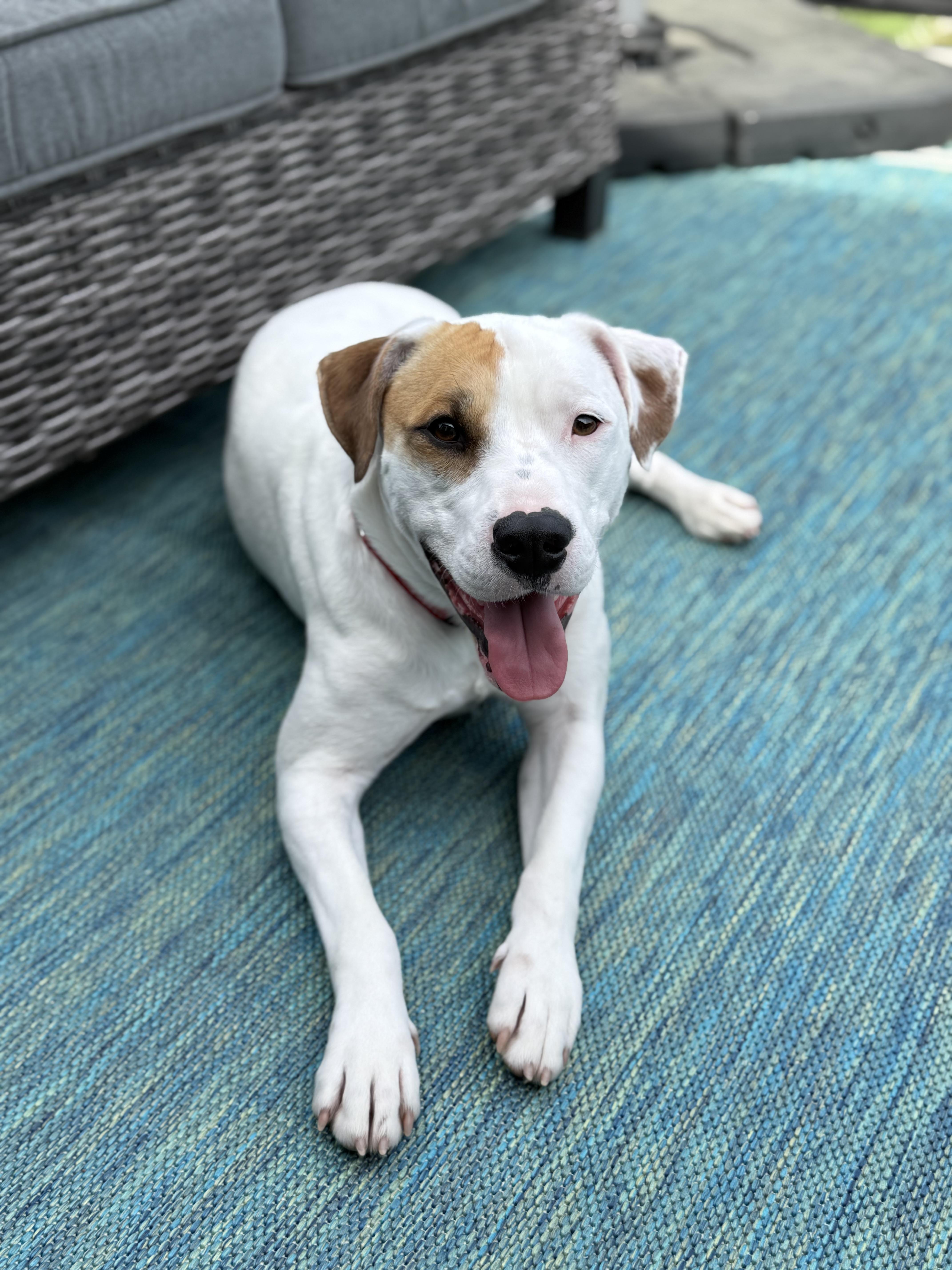 S’mores , ADOPTABLE, Young Male American Staffordshire Terrier.