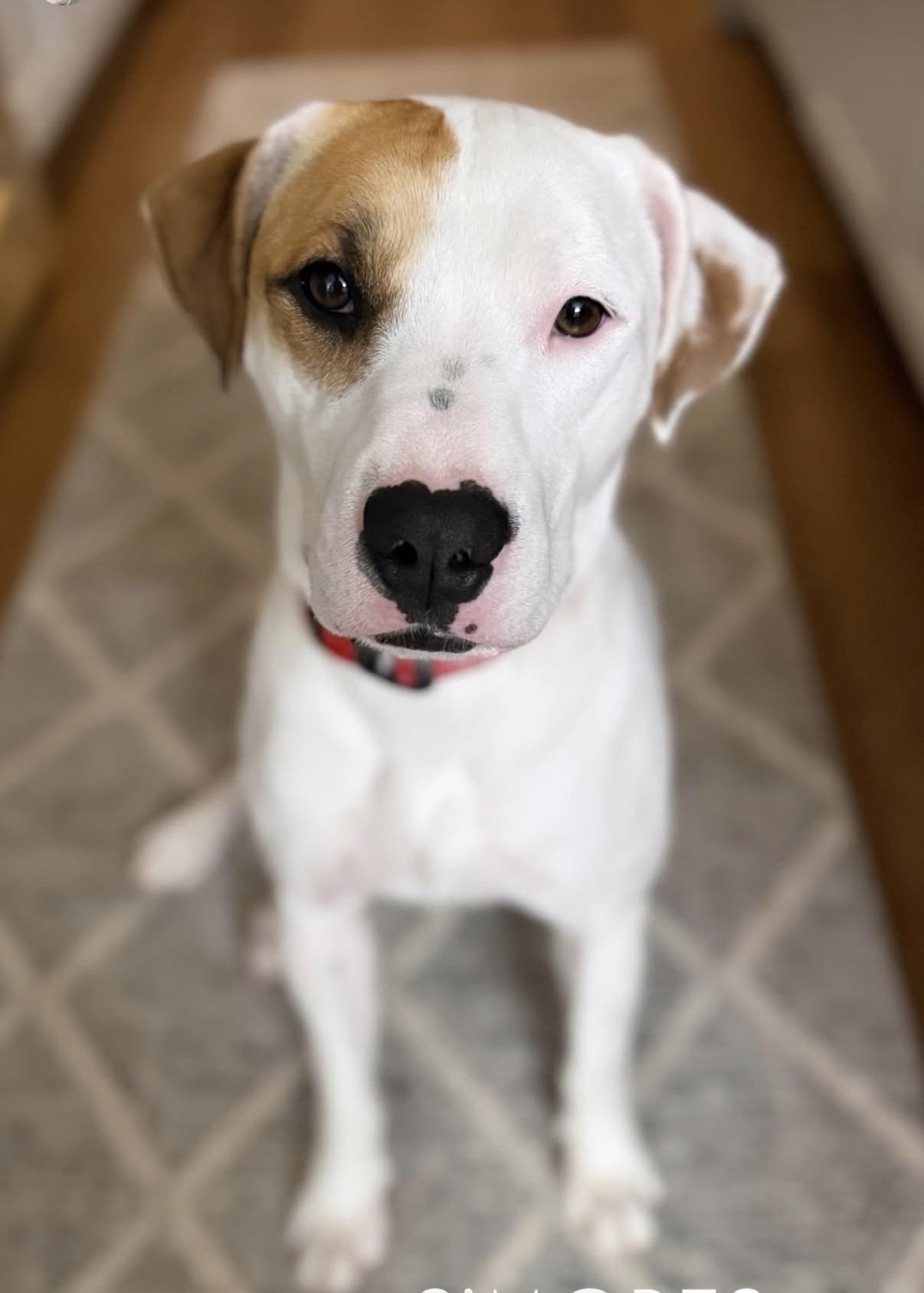 Enlarge S’mores , a ADOPTABLE mixed breed in Charlotte, NC image 3/6