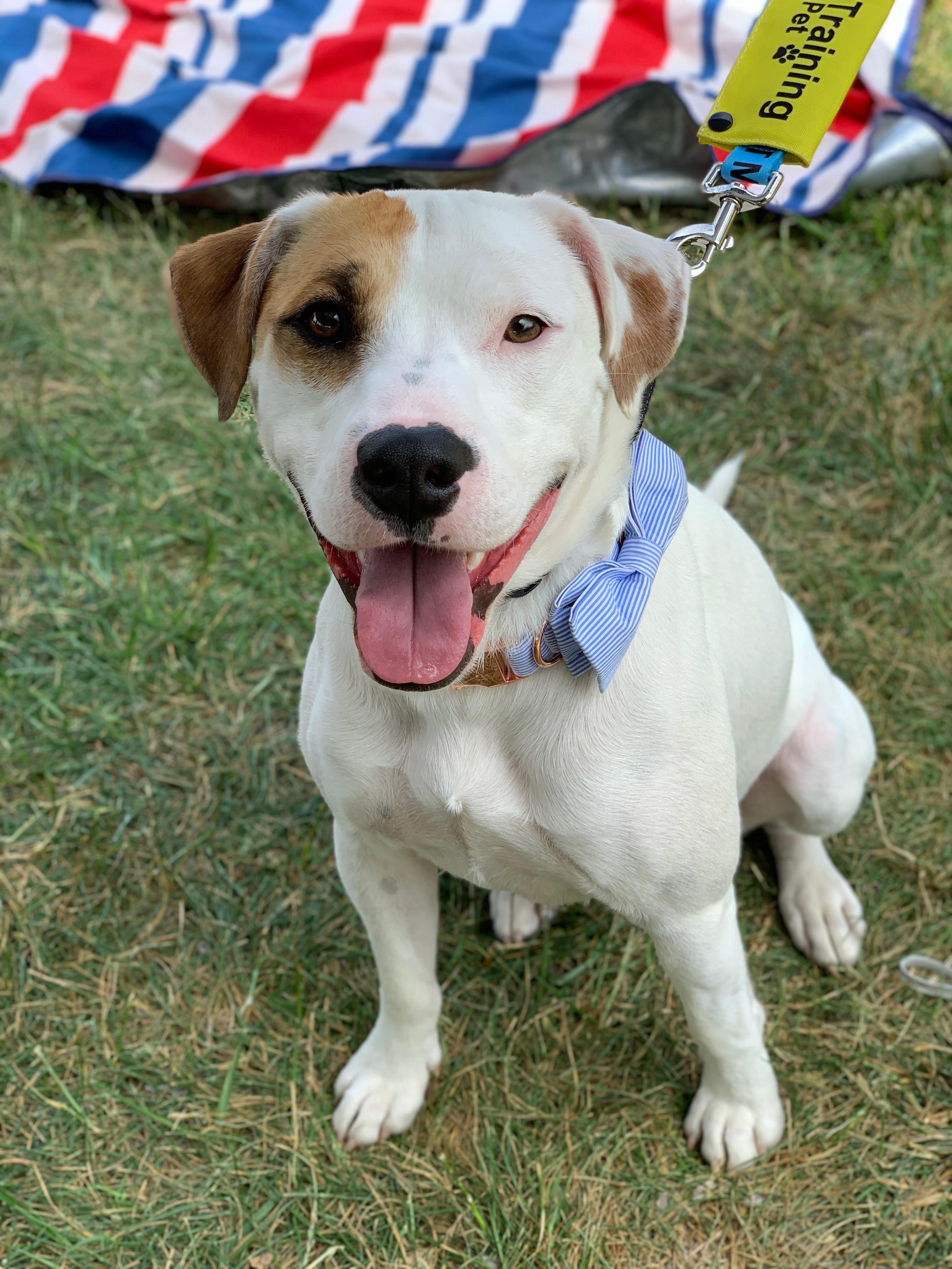 Enlarge S’mores , a ADOPTABLE mixed breed in Charlotte, NC image 6/6