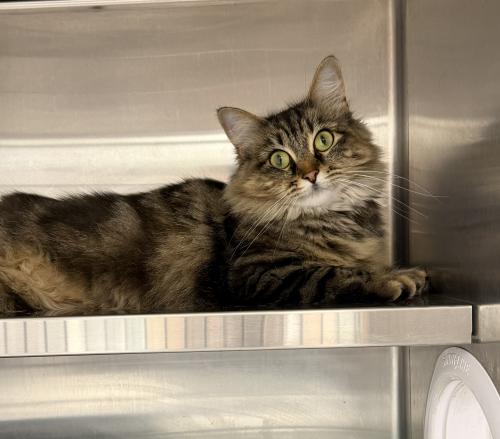 Thistle, Adoptable, Adult Female Domestic Long Hair & Tabby.