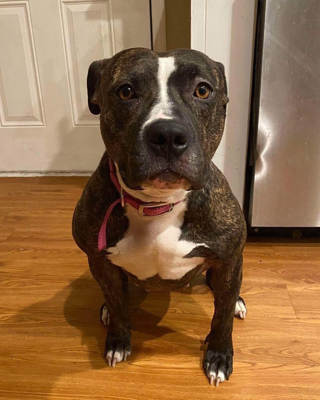 Ila, a Adoptable mixed breed in Broken Arrow, OK image 1/5