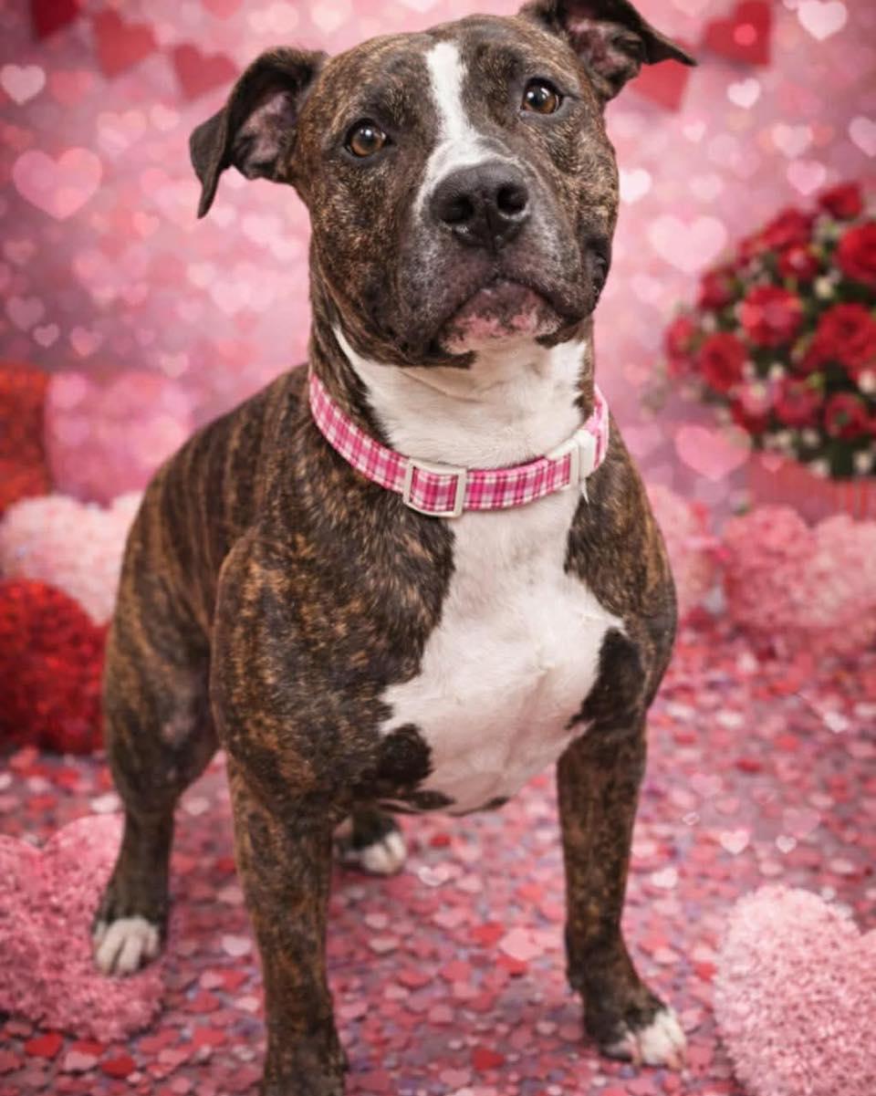 Ila, Adoptable, Adult Female Pit Bull Terrier.