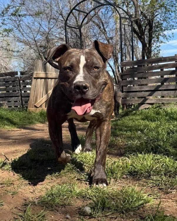 Ila, a Adoptable mixed breed in Broken Arrow, OK image 2/5