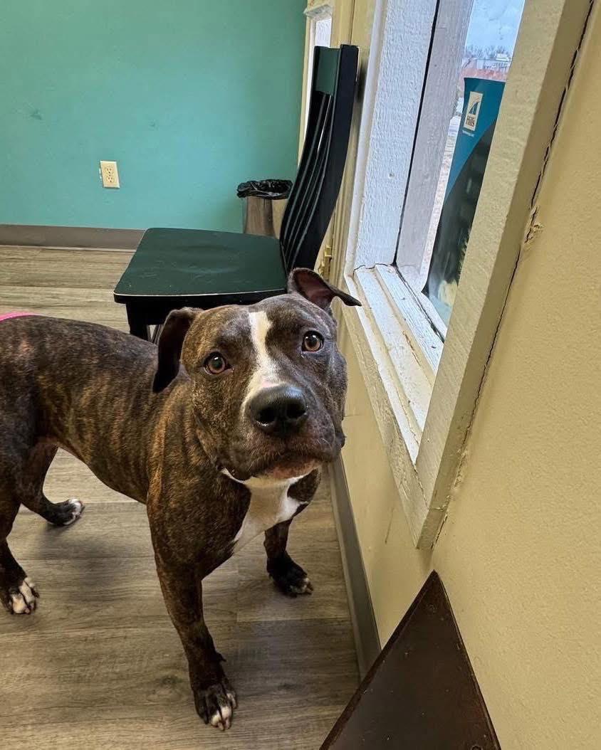 Ila, Adoptable, Adult Female Pit Bull Terrier.