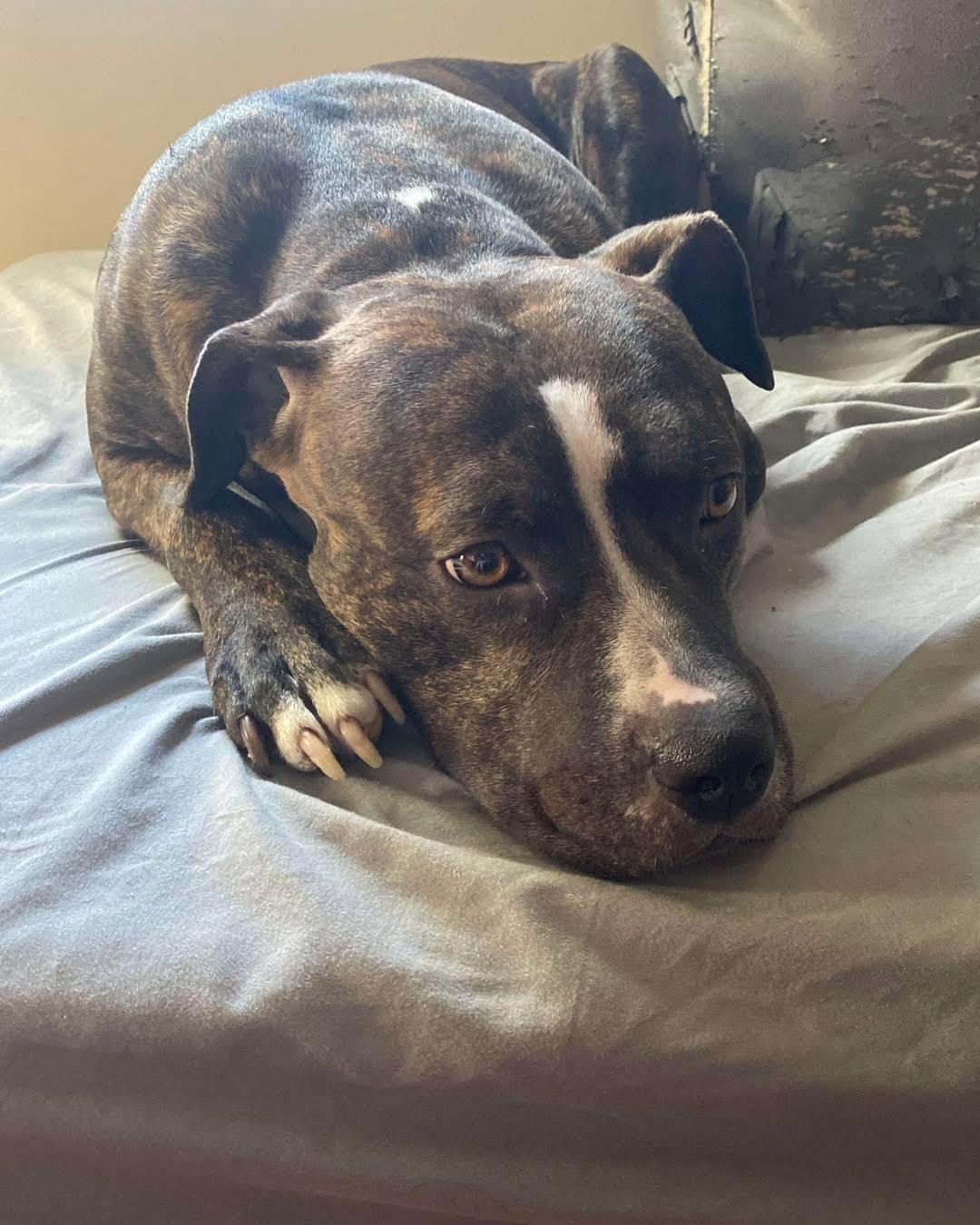 Ila, a Adoptable mixed breed in Broken Arrow, OK image 4/5