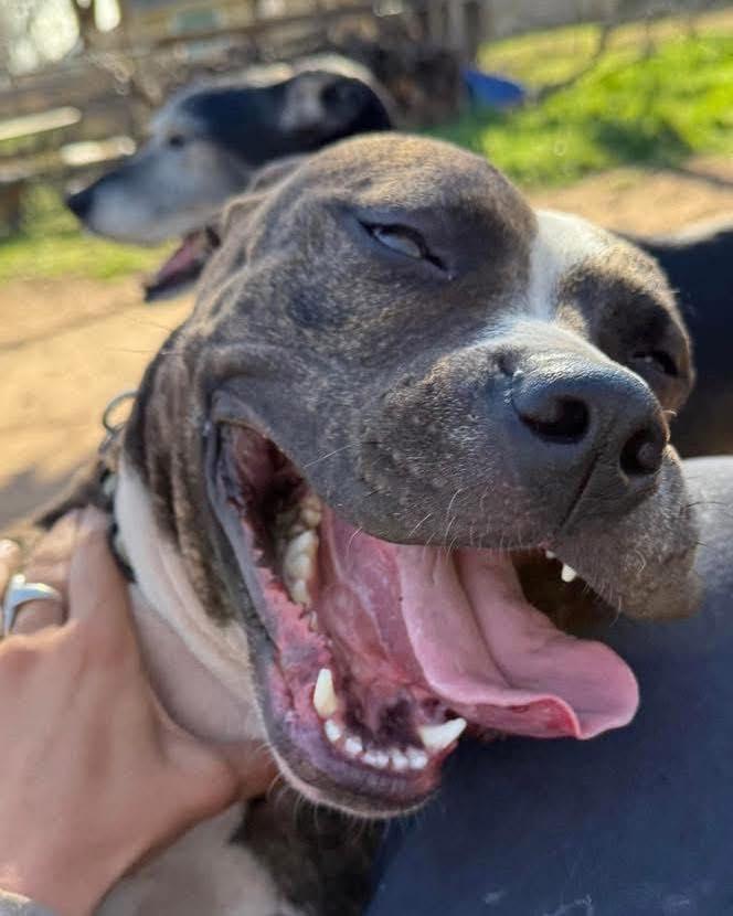 Ila, Adoptable, Adult Female Pit Bull Terrier.