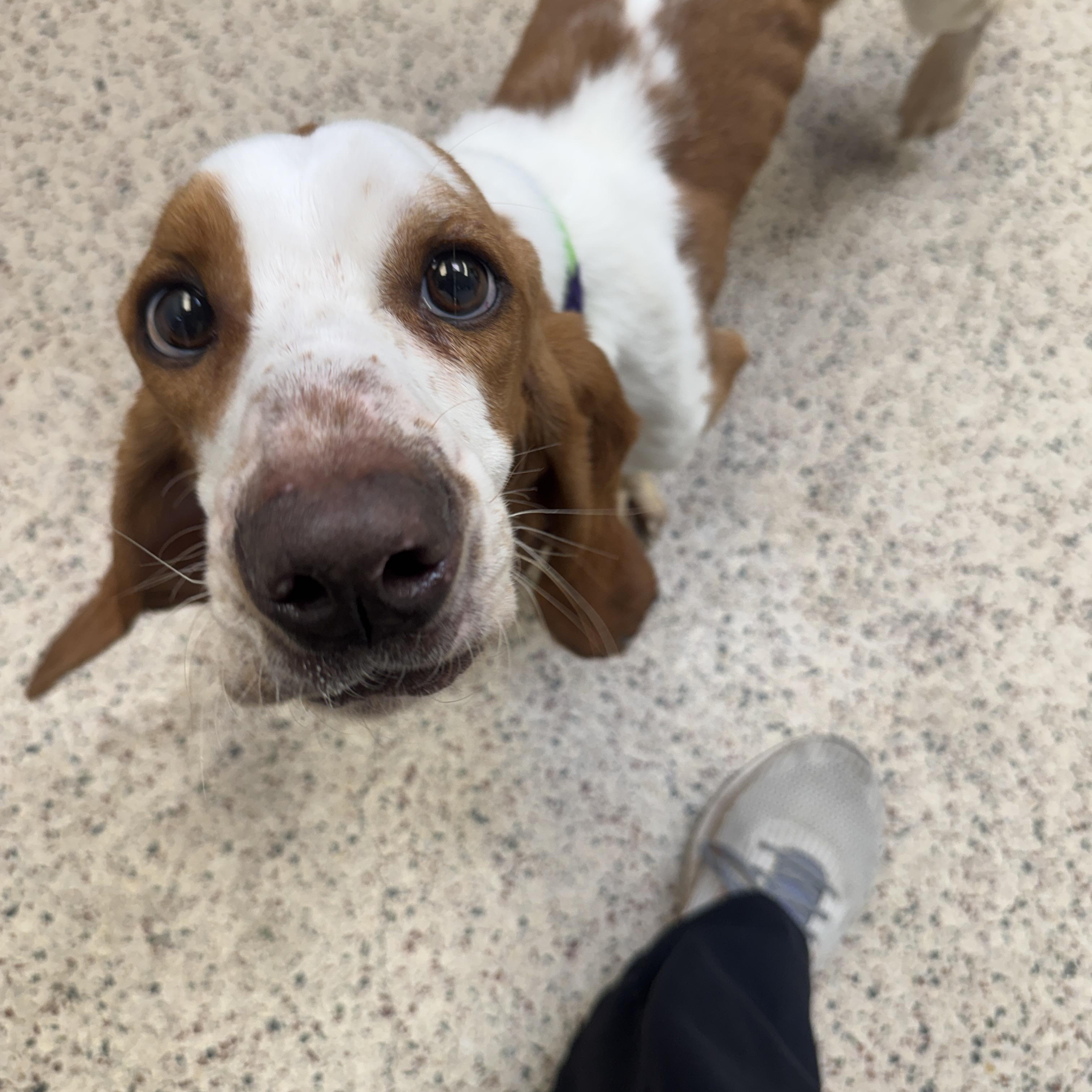Fred, an adopted Basset Hound in Philadelphia, PA image 2/2