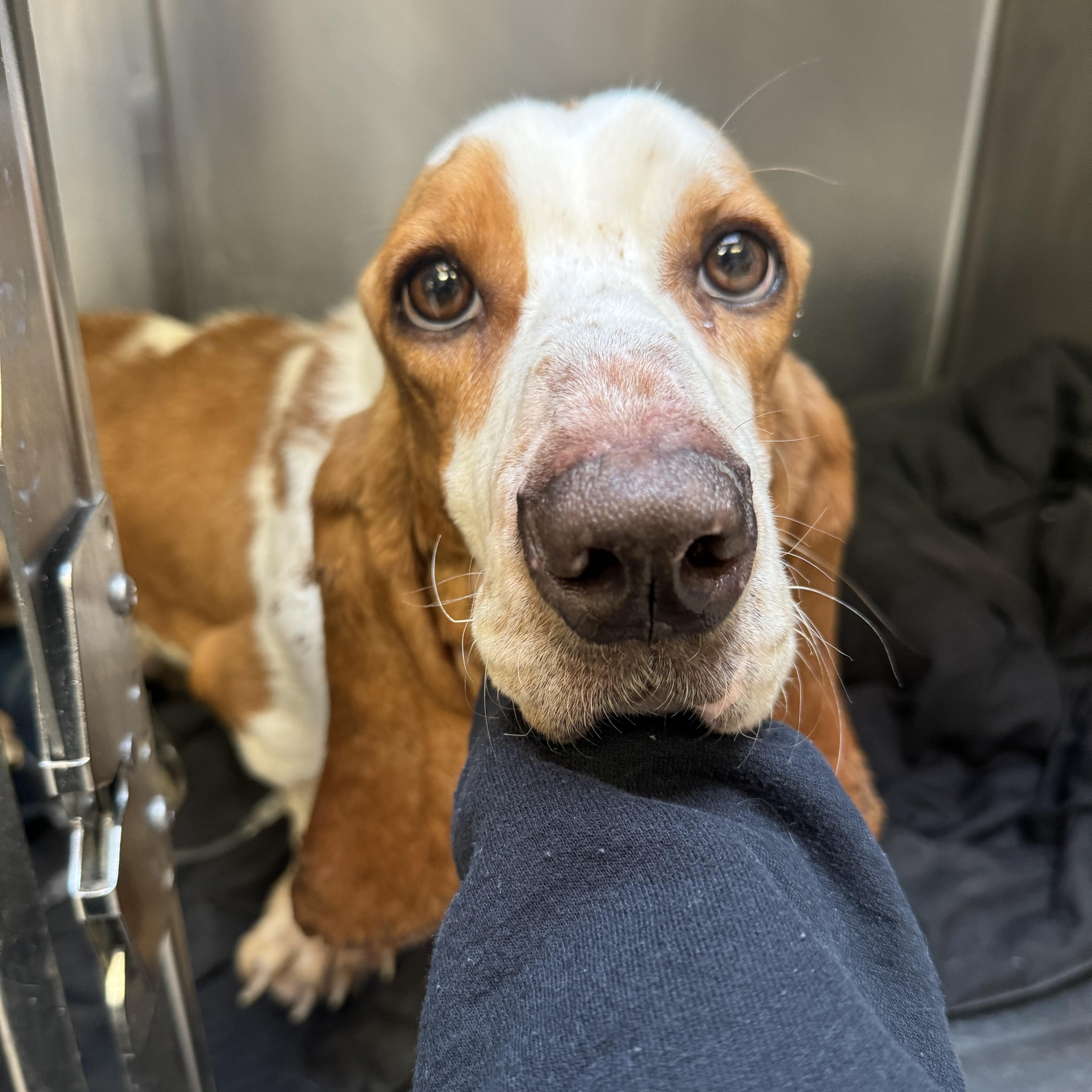 Fred, an adopted Basset Hound in Philadelphia, PA image 1/2
