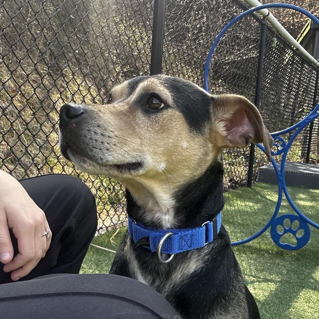 Levi, Adoptable, Adult Male Mixed Breed.