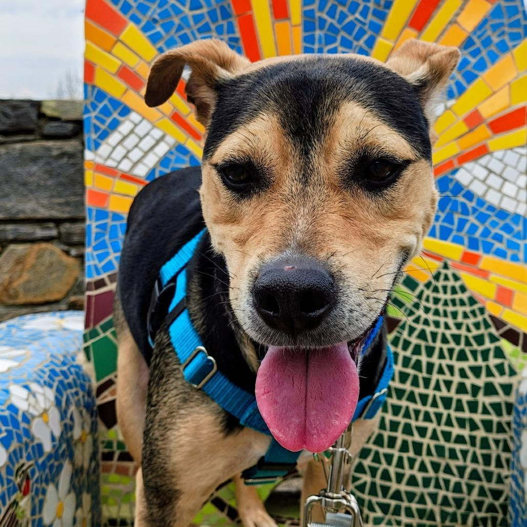 Enlarge Levi, a Adoptable Mixed Breed in Asheville, NC image 2/6