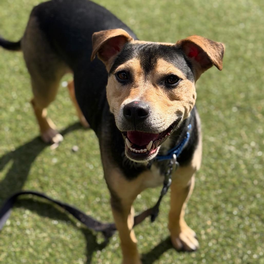 Enlarge Levi, a Adoptable Mixed Breed in Asheville, NC image 3/6