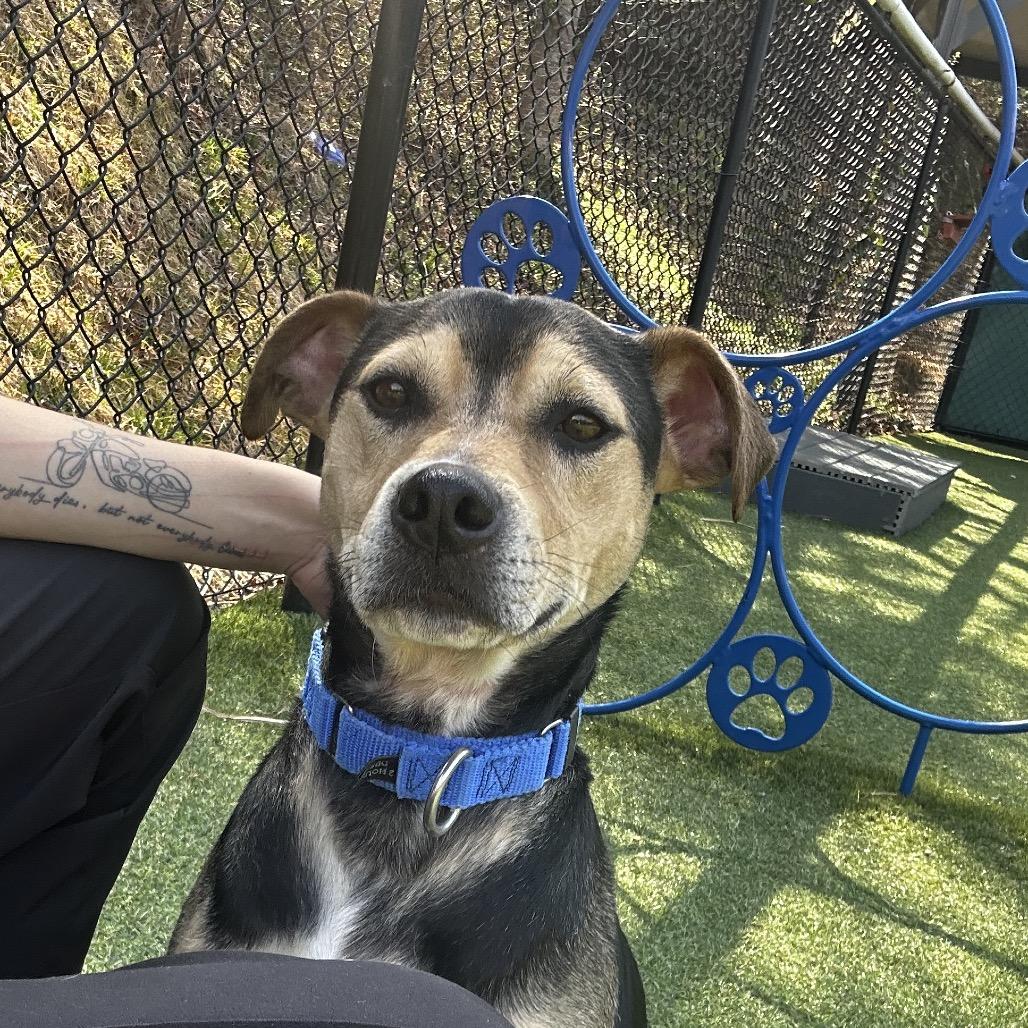 Enlarge Levi, a Adoptable Mixed Breed in Asheville, NC image 4/6