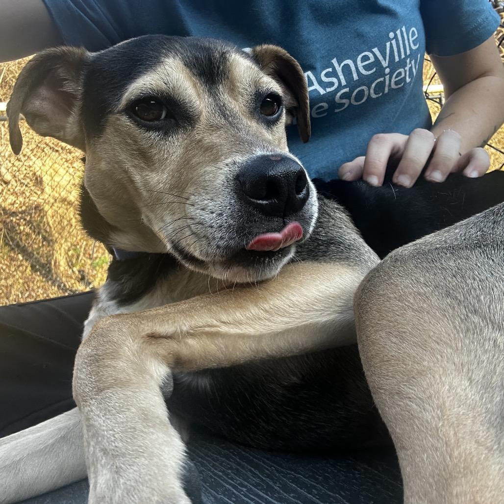 Enlarge Levi, a Adoptable Mixed Breed in Asheville, NC image 5/6