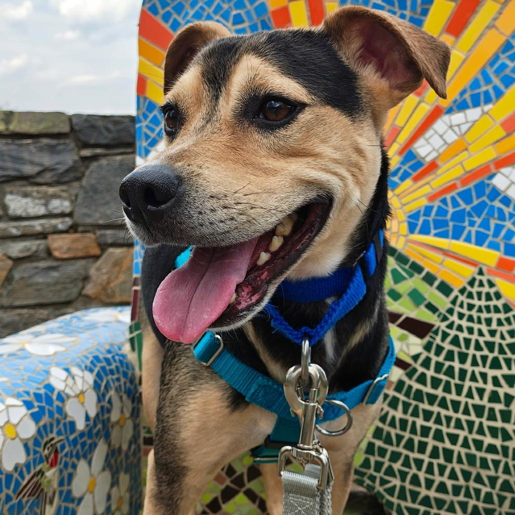 Enlarge Levi, a Adoptable Mixed Breed in Asheville, NC image 6/6