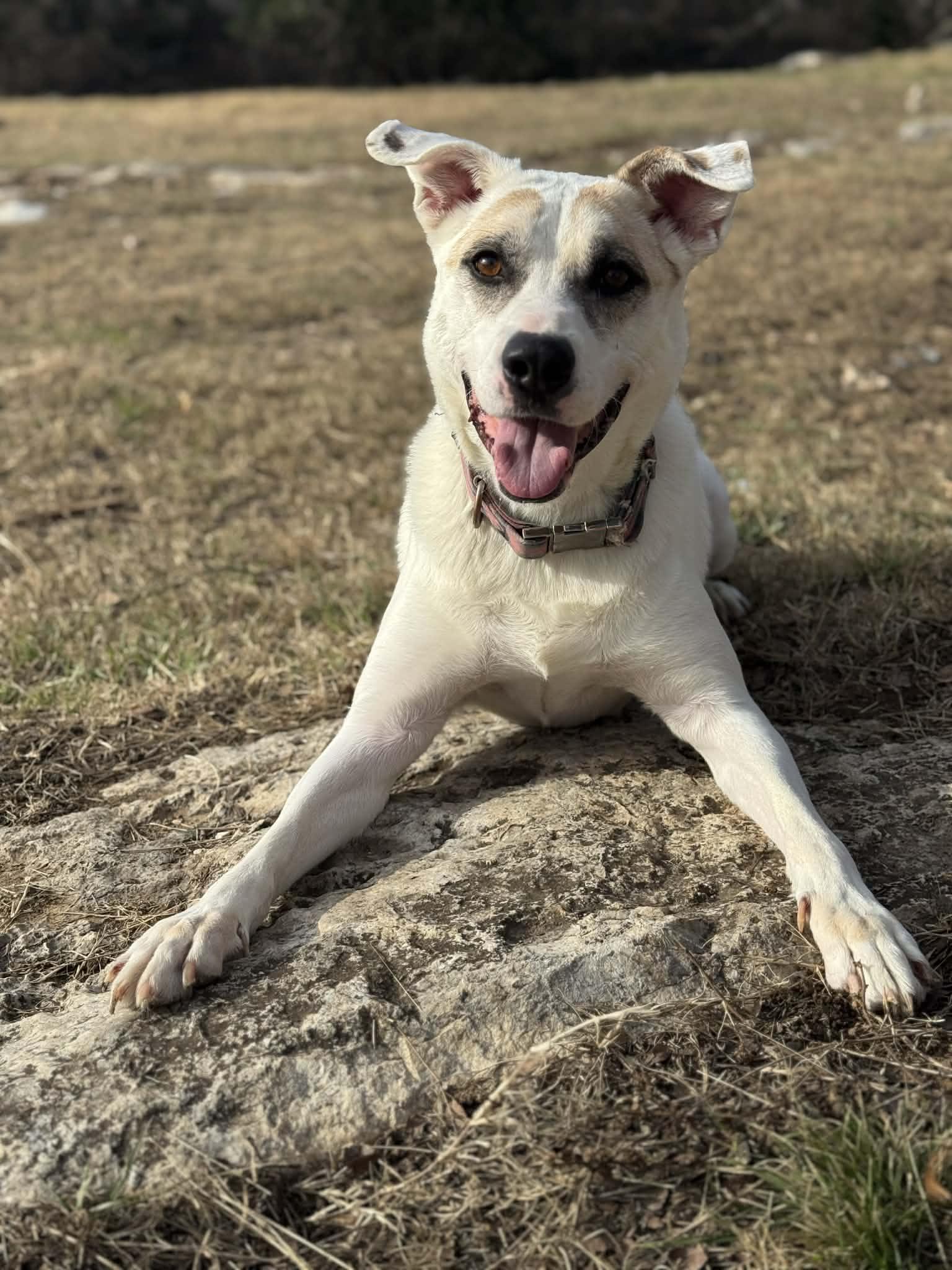 Jake, Adoptable, Adult Male Australian Cattle Dog / Blue Heeler & Terrier.