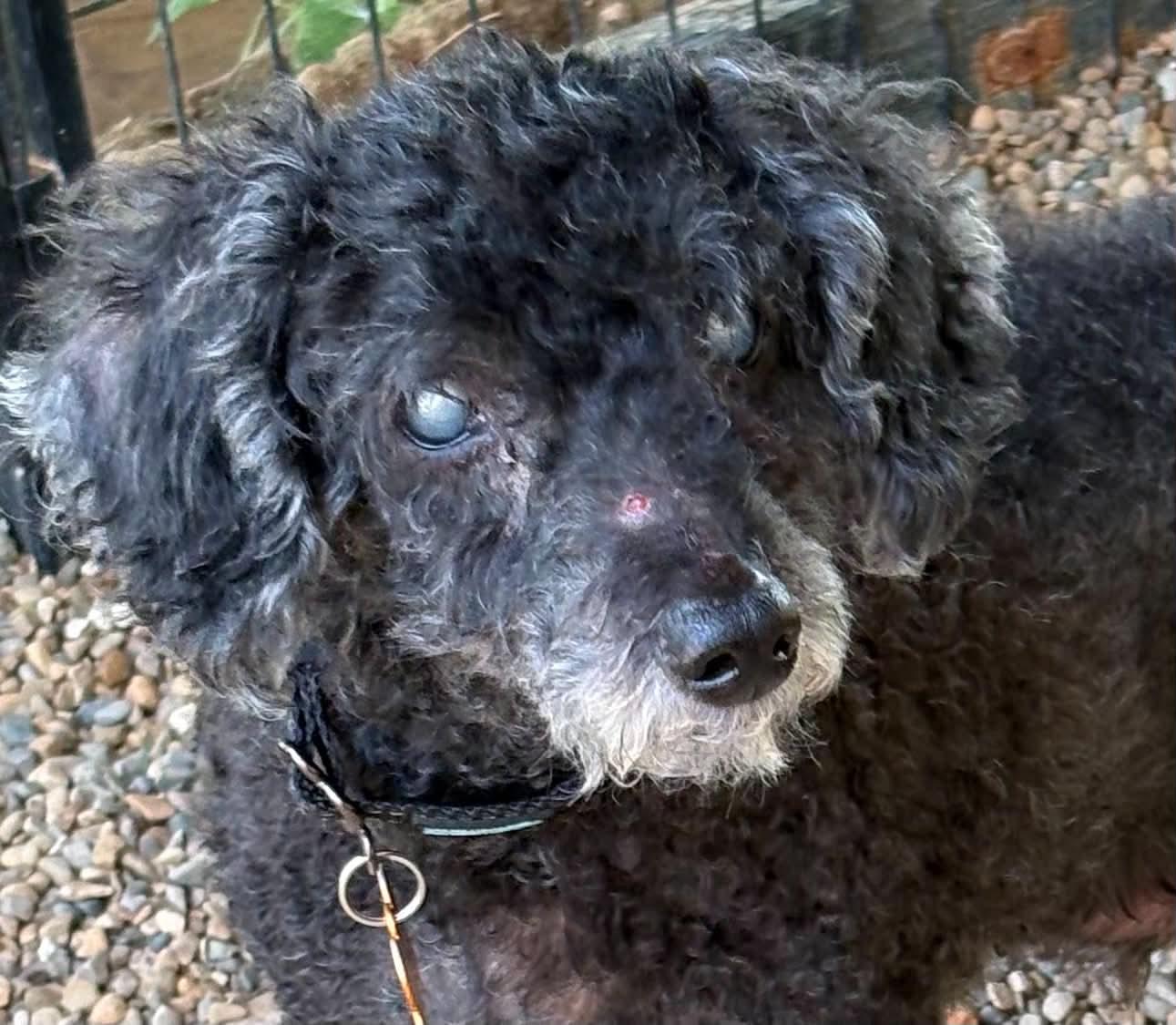 Boone, a Adoptable Poodle in Bloomington, IL image 1/2
